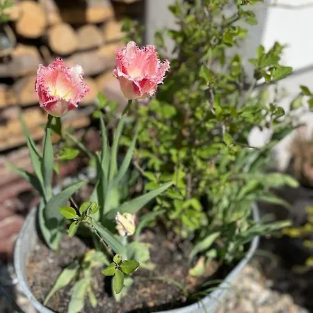 Stara Szlifiernia - Dom Na Wylacznosc