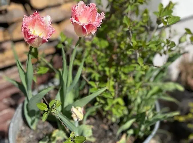 Stara Szlifiernia - Dom Na Wylacznosc